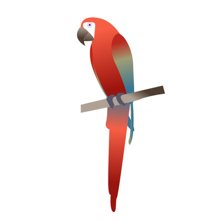 Vector illustration colorful macaw parrot. Beautiful macaw. Cartoon red parrot. Wild tropical birdのイラスト素材