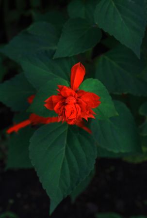 Red Salvia. Against the background of dark green leaves.の写真素材
