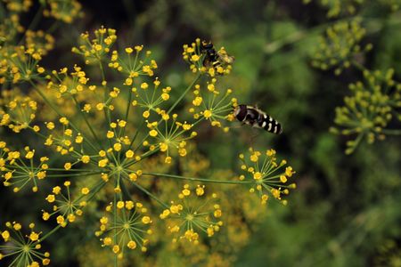 A bee pollinating a flower of fennel.の写真素材