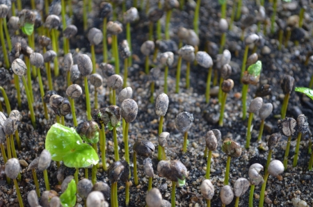 Coffee seedlings の写真素材
