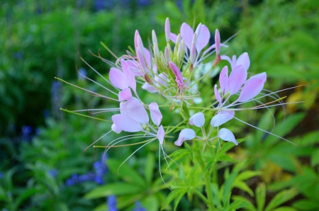 Cleome hasslerianaの写真素材