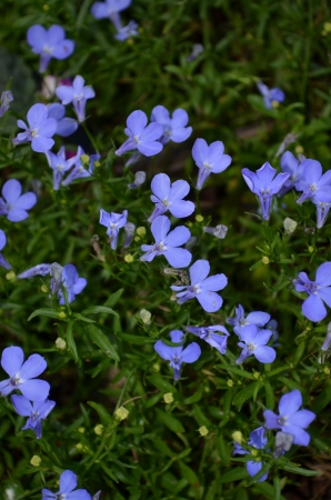 The beautiful of flowerの写真素材