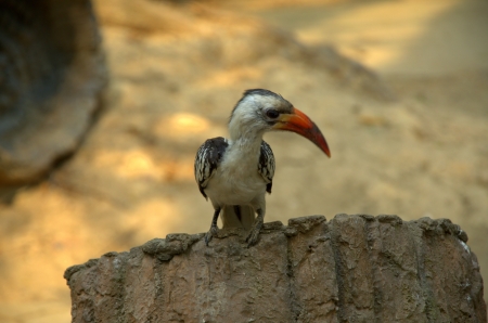 bird at zooの写真素材