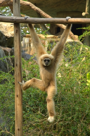 Lar Gibbonの写真素材