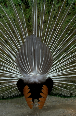 Bottom peacockの写真素材