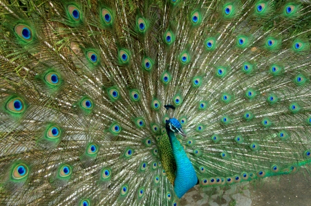 Peacockの写真素材