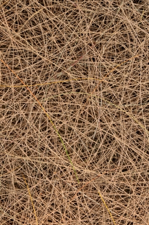 Pine dryの写真素材