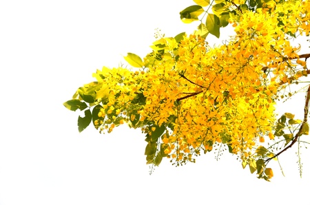 The cassia on white background