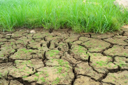 Grass in arid soilsの写真素材