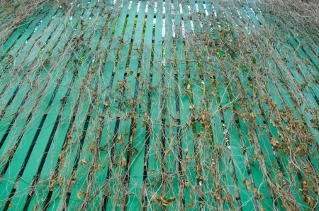 Green wooden wall  and vineの写真素材