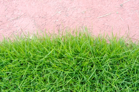 Grassの写真素材