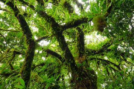 Big trees in the forest primeval