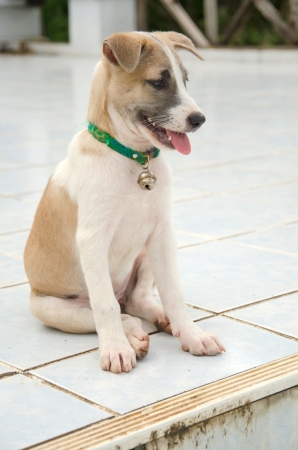 Baby dog,Thailandの写真素材
