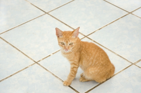 Cat Thailand, Kittenの写真素材