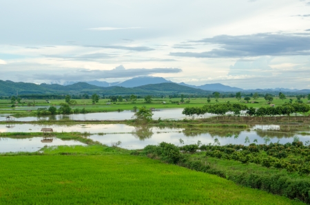Rice fields in Thailandの写真素材