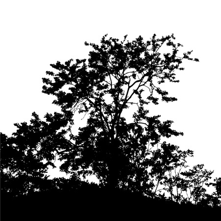 Vector of tree silhouettes on white backgroundのイラスト素材