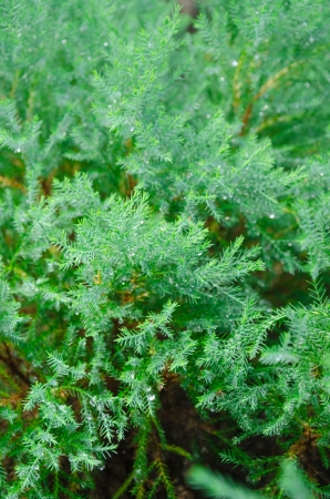 green of chamaecyparis lawsoniana background and water dropの写真素材