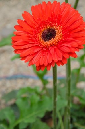 Red gerber flower in gardenの写真素材
