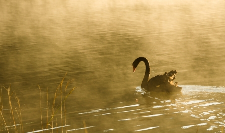 Black swan swimming in the pool at Pang Oung,Mae Hong Son Thailandの写真素材