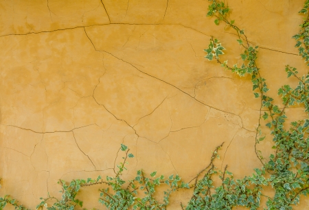 Yellow wall and ivy backgroundの写真素材