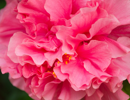 Closeup of pink hibiscus flower in gardenの写真素材