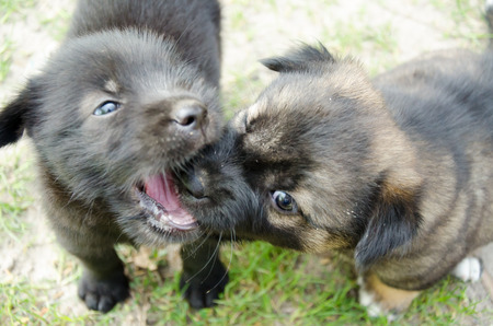The two dogs are playing nicely