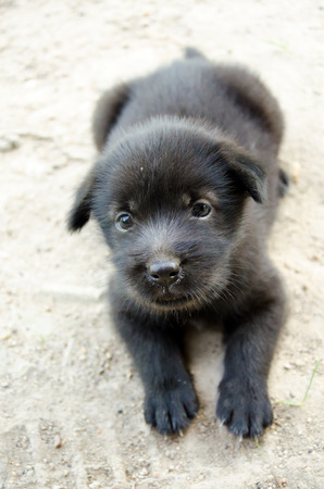 Cute black puppy dog looking cameraの写真素材