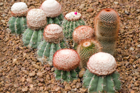 cactusの写真素材