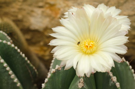 Parodia Claviceps Spegazz cactaceaeの写真素材