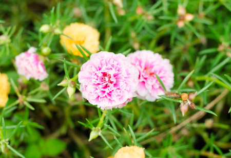 Verdolaga flowerの写真素材