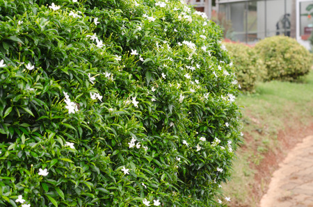 Orang Jessamine flower in gardenの写真素材