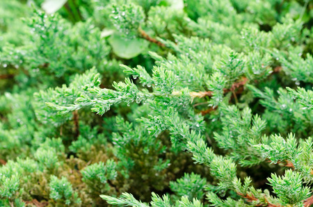 Juniperus leavesの写真素材