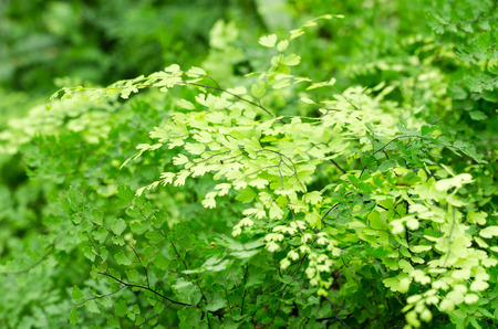 Adiantum fern or Maidenhair fernの写真素材