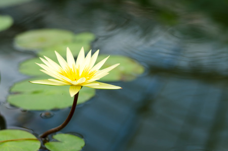 Louis Gold in the pondの写真素材