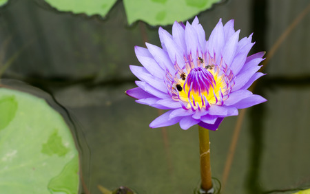 Beauty of Water Lily in the pondの写真素材