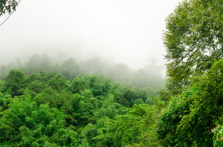 Fog on the rainforest in the rainy season,Thailandの写真素材