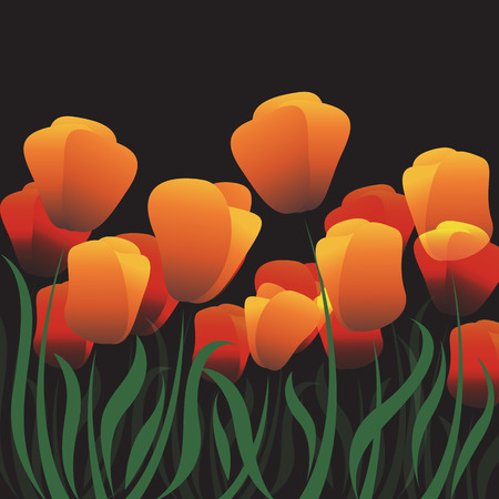 Orange tulips flower vector on dark backgroundのイラスト素材