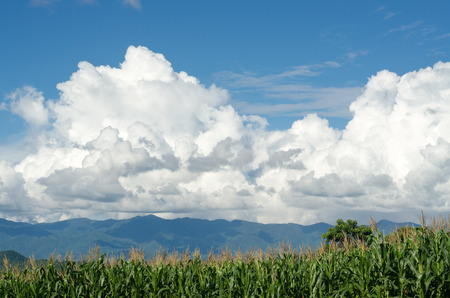 Corn field on mountain in clear dayの写真素材