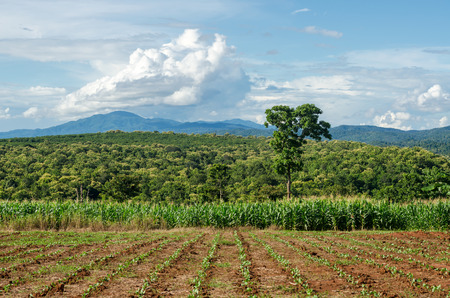 farmland on plateau in Thailandの写真素材