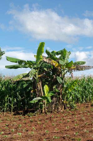 banana tree sky in the afternoon sunlightの写真素材