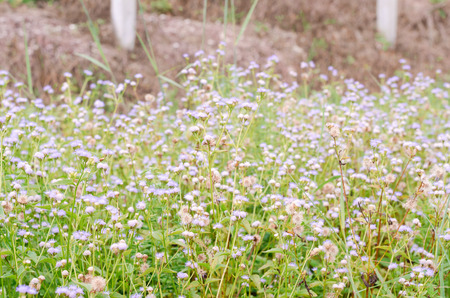 meadow and flower in natural parkの写真素材