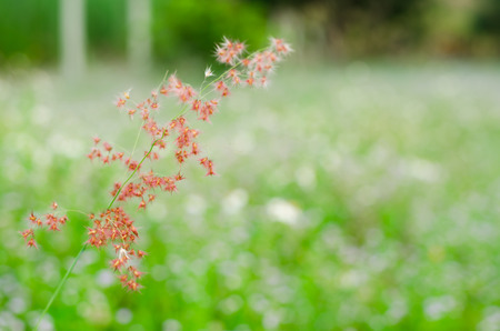 meadow and flower in natural parkの写真素材
