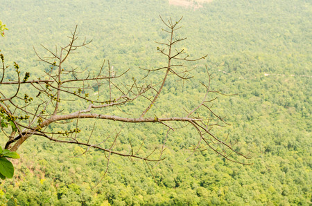 Tree growing in rock on the mountain