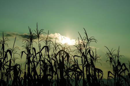 dry corn field in vintage styleの写真素材
