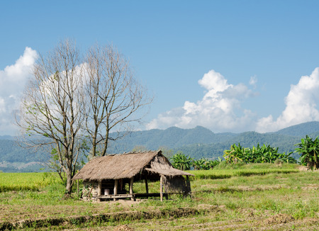 natural landscape of rice field, farmland in Thailandの写真素材
