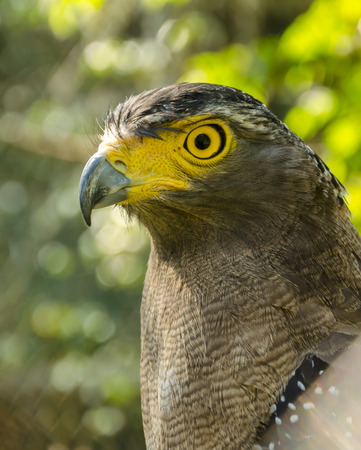 Spilornis cheela,Serpent-eagle faceの写真素材