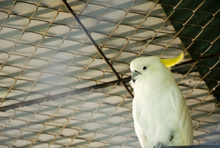 Cockatoo bird (Cacatua galerita)の写真素材