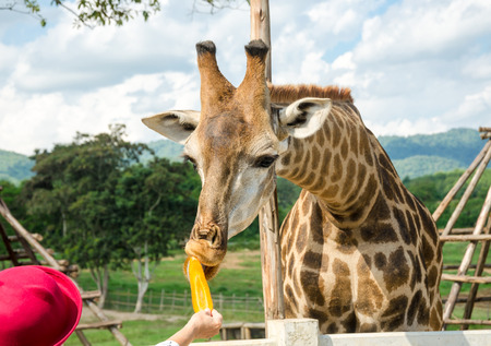 Giraffe の写真素材