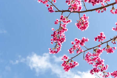 Beautiful pink flower of Sakura, Cherry blossom, Japanese flowering cherry in garden at Doi Ang Khang Thailandの写真素材