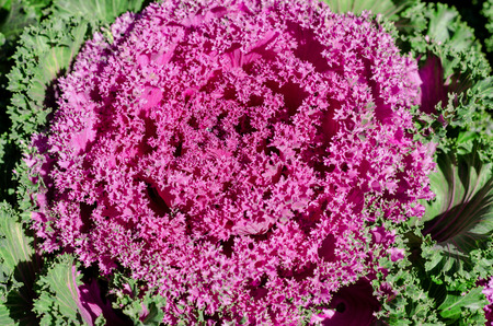 ornamental cabbageの写真素材
